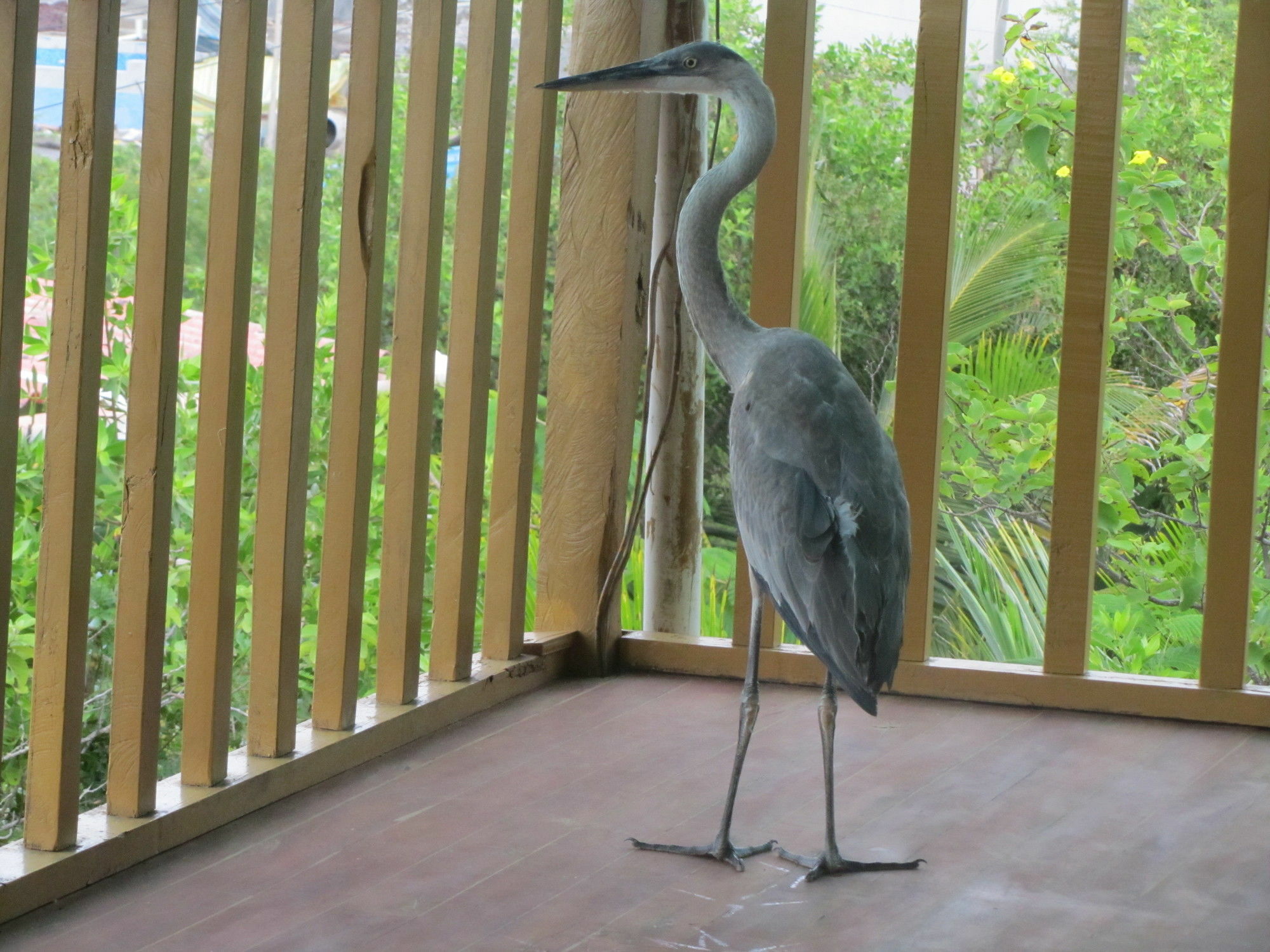 Galapagos Chalet Puerto Ayora  Luaran gambar